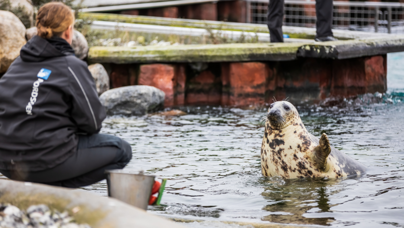Nordsøen Oceanarium - Sælfodring