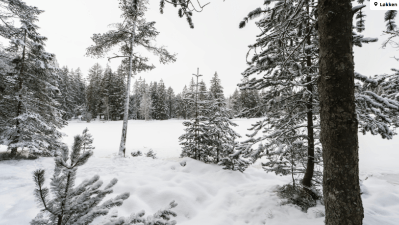 Jul i Nybæk Plantage