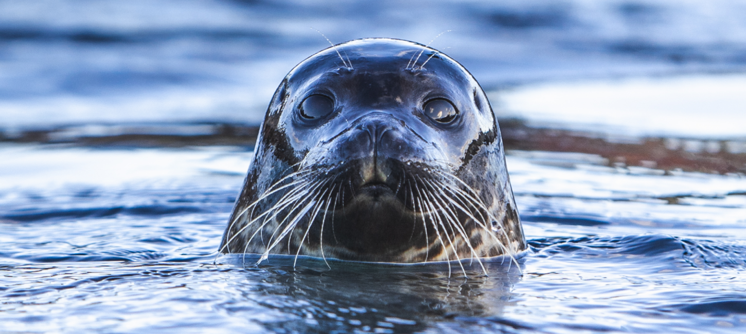 Nordsøen Oceanarium - Sæl