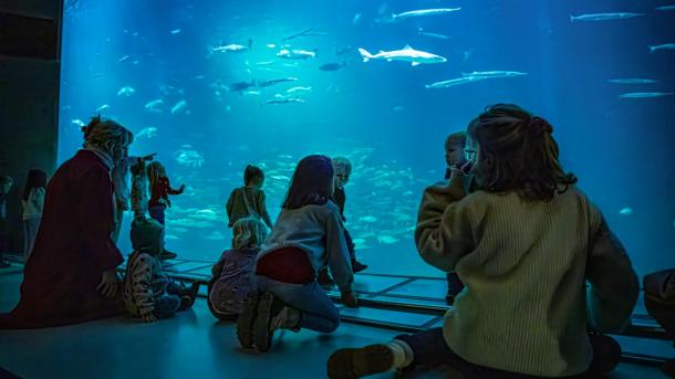 Nordsøen Oceanarium - Oceanariet