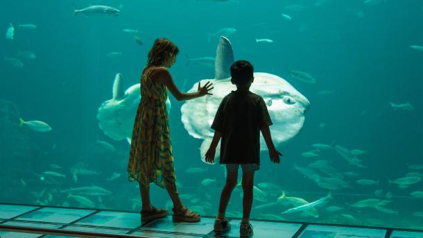 Nordsøen Oceanarium - børn foran klumpfisken - oceanariet