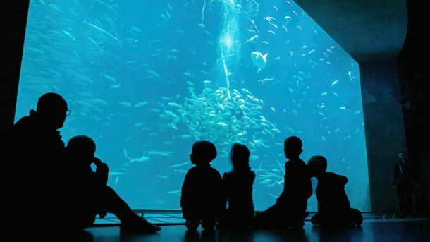 Nordsøen Oceanarium_Oceanariet
