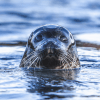 Nordsøen Oceanarium - Sæl