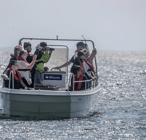 Sælsafari på Limfjorden