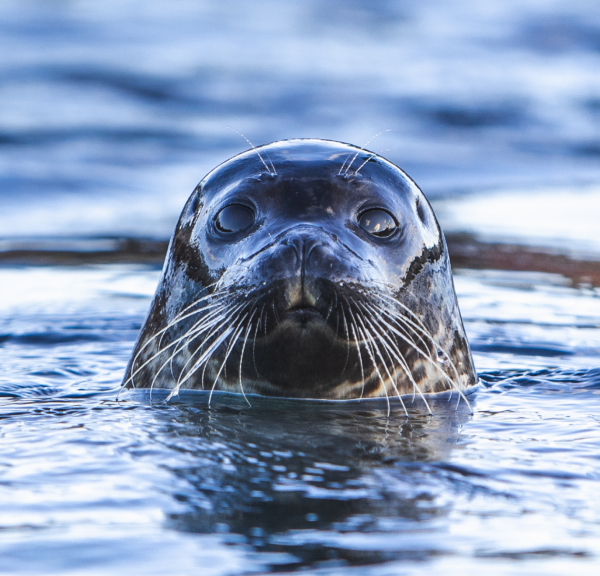 Nordsøen Oceanarium - Sæl