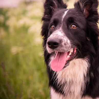 Hund med på ferie