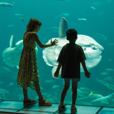 Nordsøen Oceanarium - børn foran klumpfisken - oceanariet