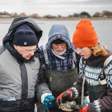 Østerssafari med Jyllandsakvariet